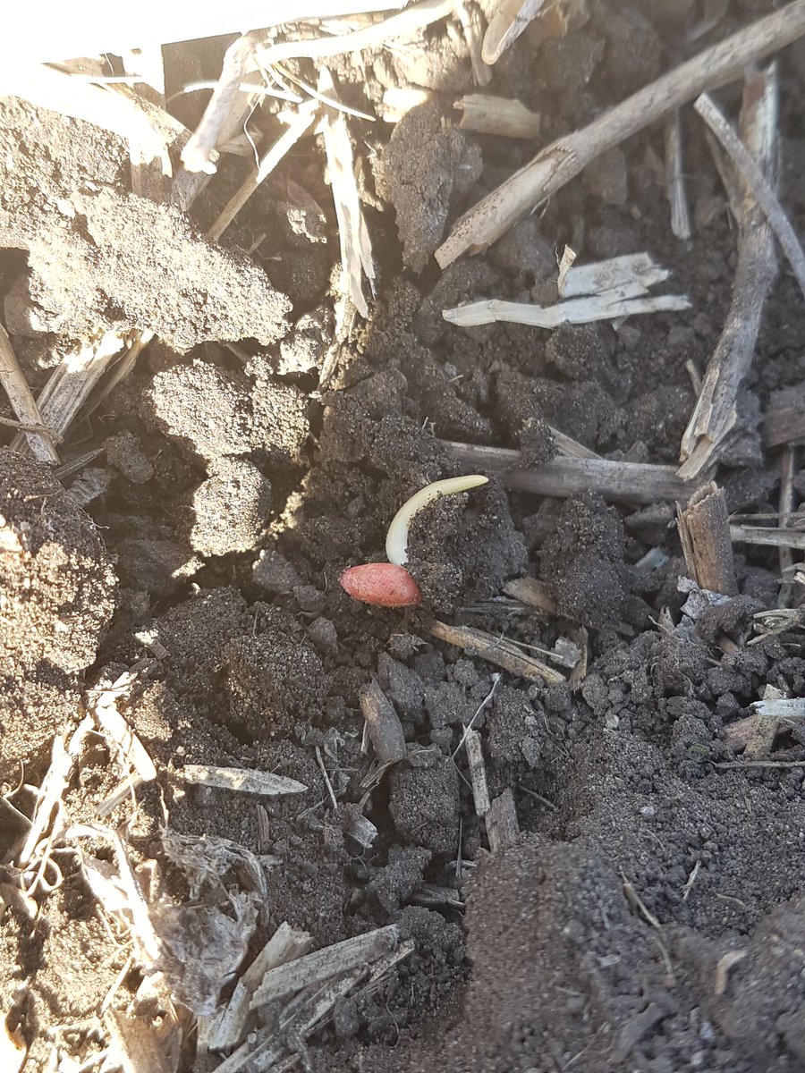 KarlOesch's tweet photo. Literally #germinatingsuccess out near Hairy Hill with @canterraseeds #AACCAMERONVB CWRS wheat! Excited to watch this wheat grow @albertawheat @CANTERRAcolette https://t.co/aMdIYR9VLD