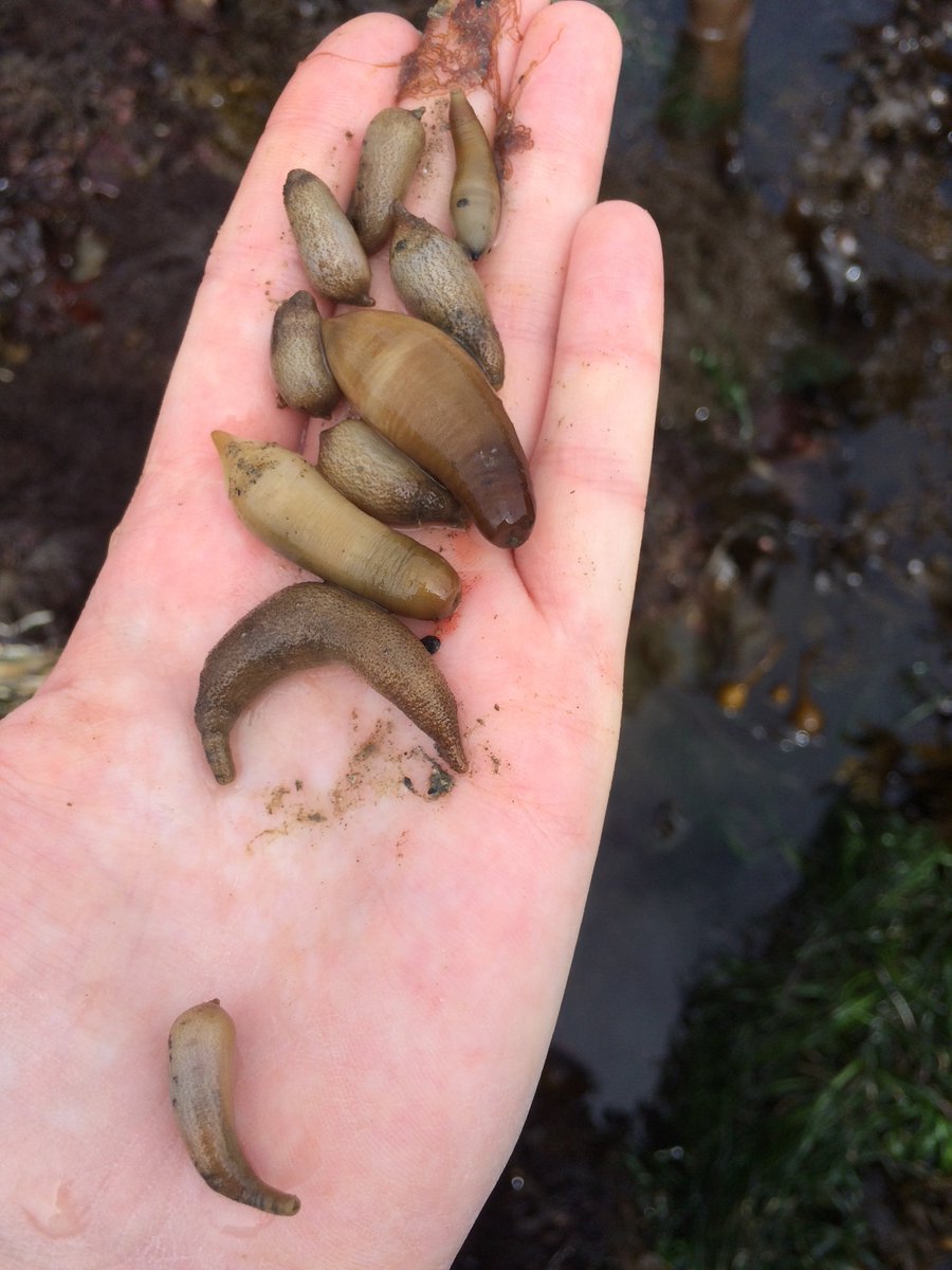 SapCaps's tweet photo. $2! $2 a pack a peanuts! Get yer peanuts $2!! #southcove #oregon #tidepooling #oimb https://t.co/wE4gbB2JHi