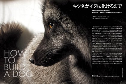 日経サイエンス キツネがイヌに化けるまで オオカミがイヌに進化した過程を再現することを目指し 60年がかりの実験がシベリアで行われてきた 別冊日経サイエンス226 動物のサイエンス 行動 進化 共存への模索 T Co P3j43qwpzq キツネ