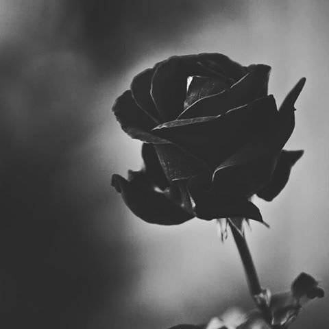 allzikwon's tweet photo. Zikwon in black and white #zikwon #ukwon #zico #aesthetic https://t.co/S9Yuz9qJRi