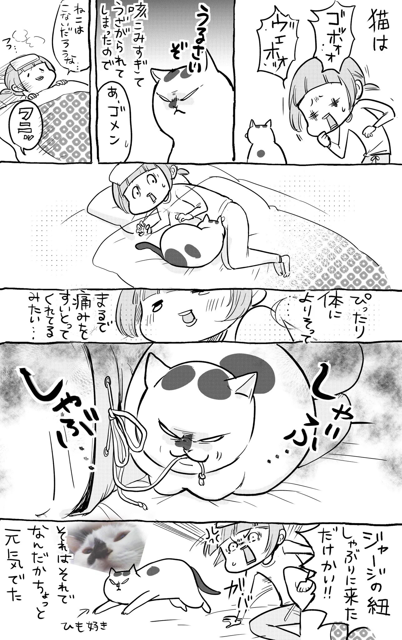 犬と猫！ペットにするならどっち？両方を飼った毎日も楽しいｗｗ