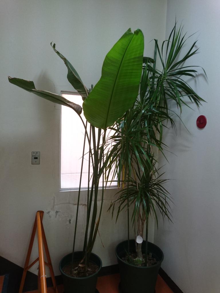 京都美術学院 桂教室に新しい植物を搬入 ストレリチア ニコライ オーガスタ ドラセナ コンシンネ