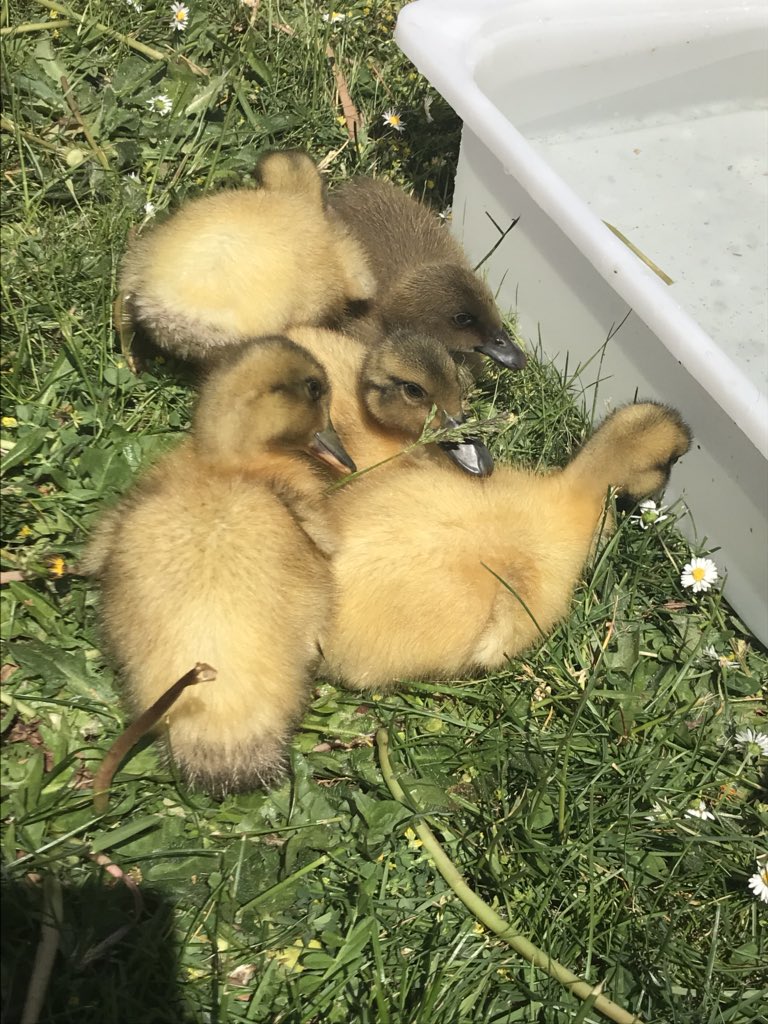 Kayz_22's tweet photo. Ducklings are too cute!! #sd79learns #croftonelementary #Kindergarten https://t.co/o1GcK2DmDl