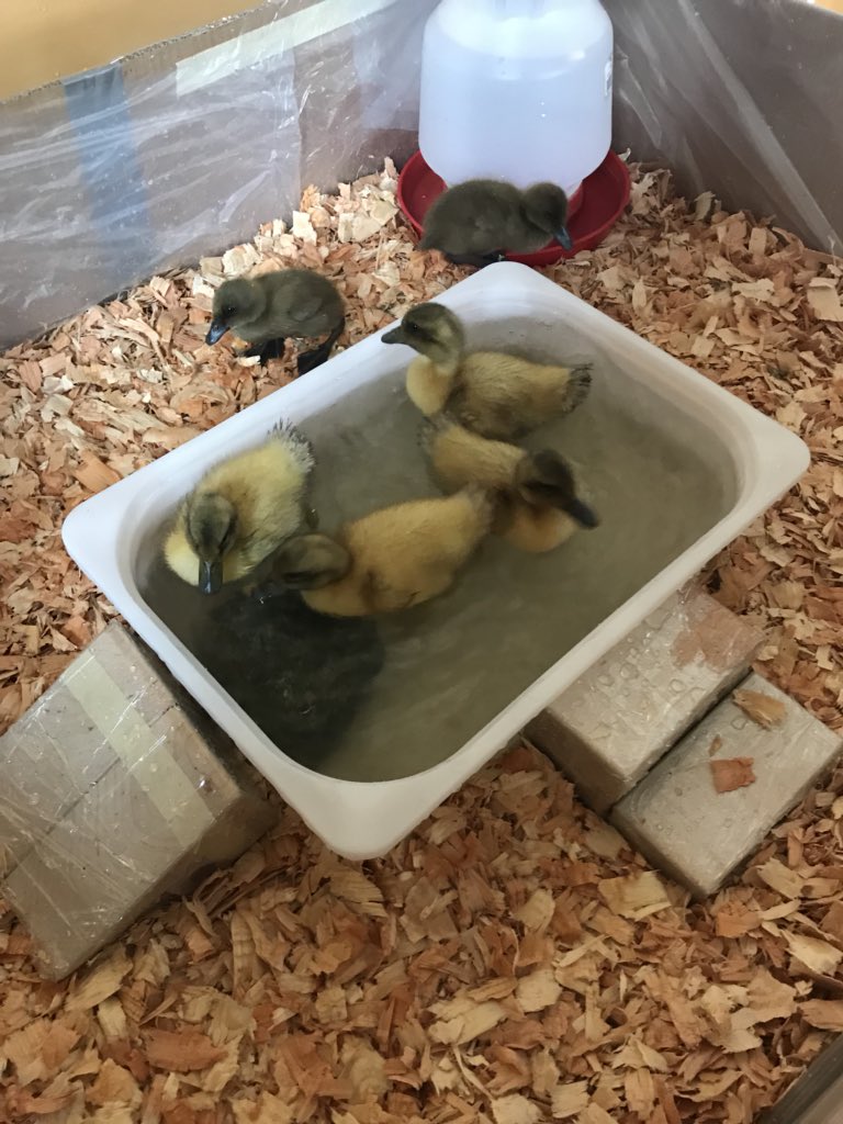 Kayz_22's tweet photo. Ducklings are too cute!! #sd79learns #croftonelementary #Kindergarten https://t.co/o1GcK2DmDl