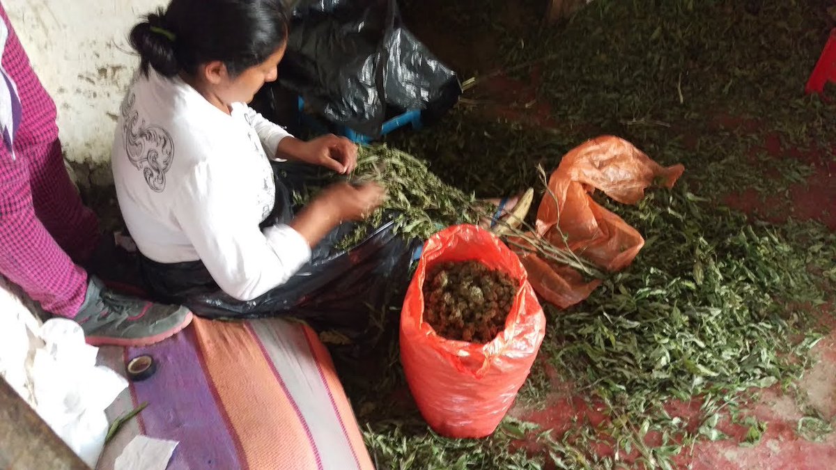 Cogitatorium's tweet photo. Colombia Gold: Fair Trade Cannabis
#WorldwideLegalization #Declassify #ReLegalize #Decriminalize #SafeSaneSensibleAccess #IAmCannabis https://t.co/oxiDrCB9uR