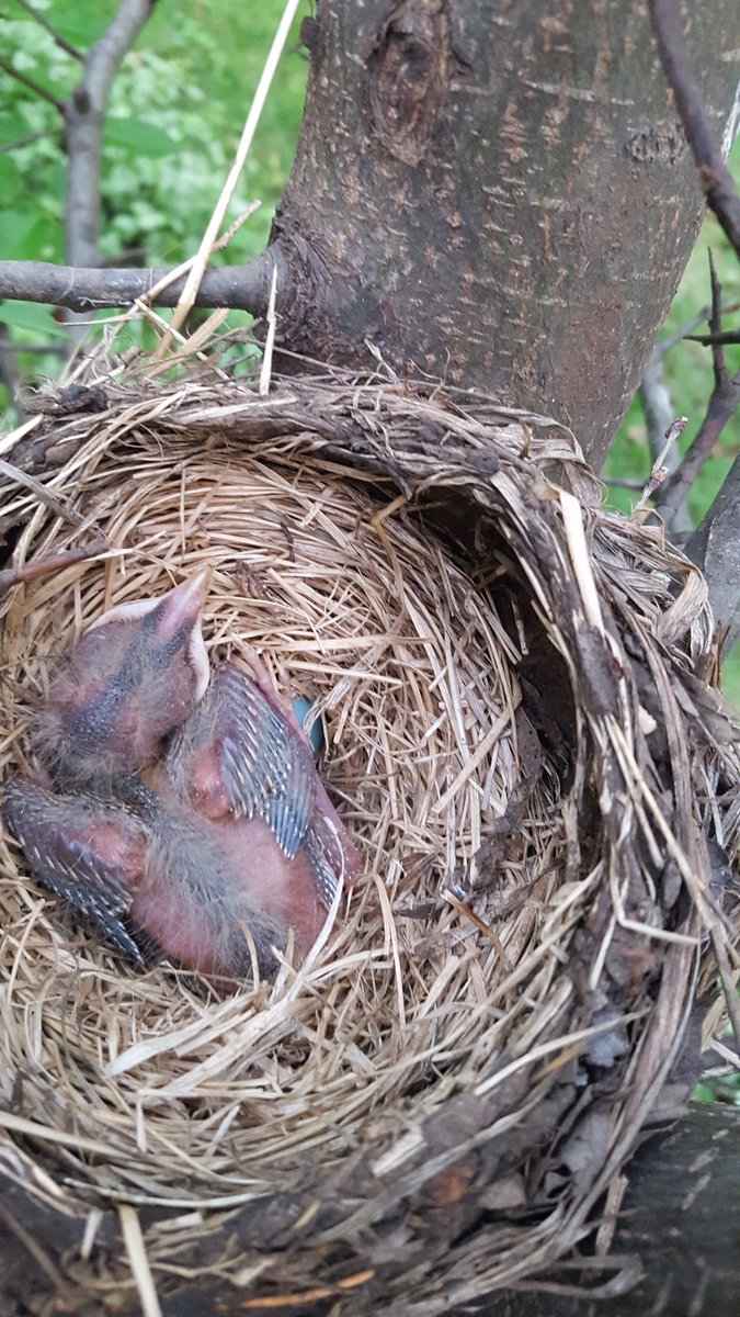 twistedcb's tweet image. Growing feathers.