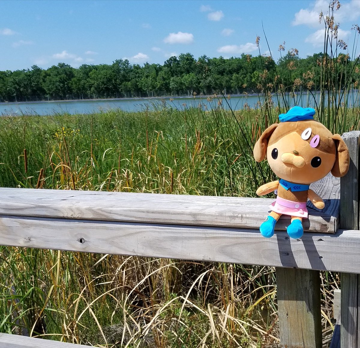 MEarthprime's tweet photo. Took my 3 year old nephew to #SeaCenter #Texas in #LackJackson & he wanted to bring his favorite @meomiCloud #Octonauts #Dashi so I thought why not add in some #toypictures so enjoy (or not)๐๐ฆ https://t.co/Aaw3L3ASG4