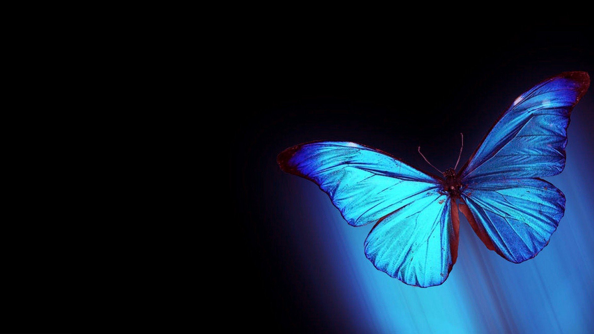 Purple Butterfly Desktop Wallpapers  Top Free Purple Butterfly Desktop  Backgrounds  WallpaperAccess