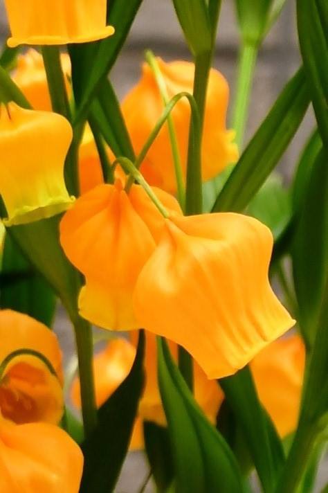 伊那市 A Twitter 市民の方から素敵なお花が届きました サンダーソニアは南アフリカ原産で 黄色やオレンジのベルのような花姿から英語では Christmas Bells クリスマスベル とも呼ばれているそうで とってもかわいらしいお花です さっそく 市民課窓口などに