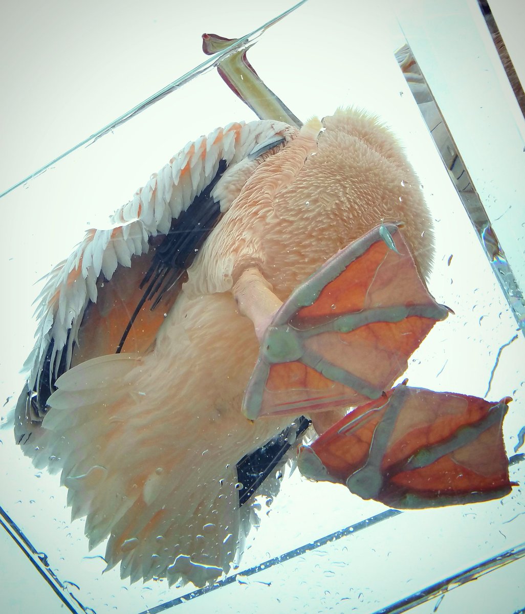 moritaMiW's tweet photo. モモイロペリカンの見上げ図。
毛色がドラジェみたいで美しくて美味しそう。

#モモイロペリカン #perican #サンシャイン水族館 #love https://t.co/nwRd1mHN8m