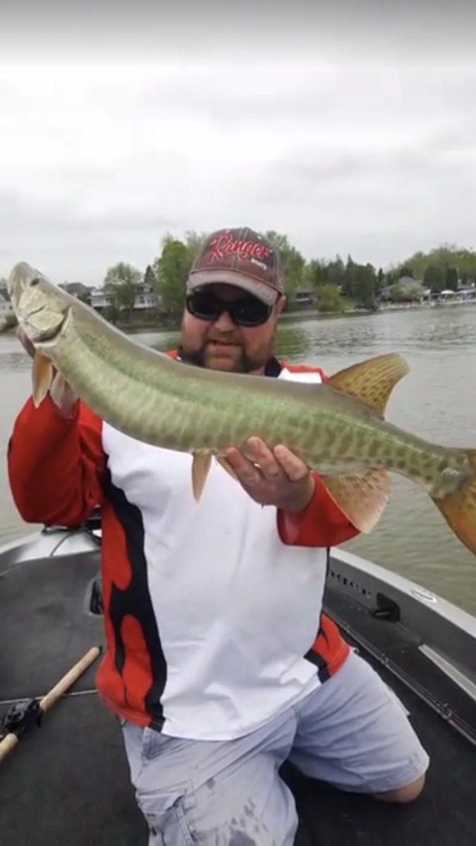 TonyKrizek's tweet photo. Got to love Fox Chain Muskies! #spotonfishing #foxchain #foxchainmuskies #phantomlures #rangerboats #daiwa https://t.co/RxBAgpNOsG