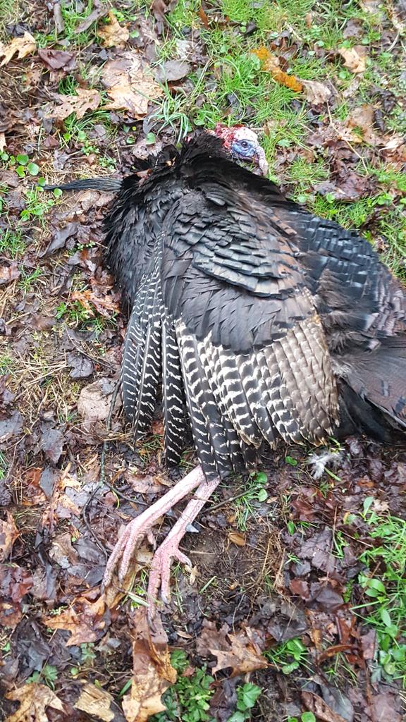 kooolhanluke's tweet photo. Going to try one last hunt tomorrow morning with my bow to cap off an amazing 2018 Spring Thunderchicken Season that I will never forget!! I've been truly blessed and fortunate!
#Wac'em #4in3 #CantStopTheFlop https://t.co/NrnIG7zLDm