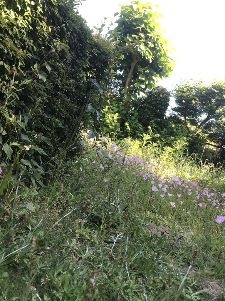 植木屋の自宅庭は意外と荒れてるww Twitter 搜尋 Twitter 植木屋の自宅庭は意外と荒れてるww Twitter 搜尋 Twitter