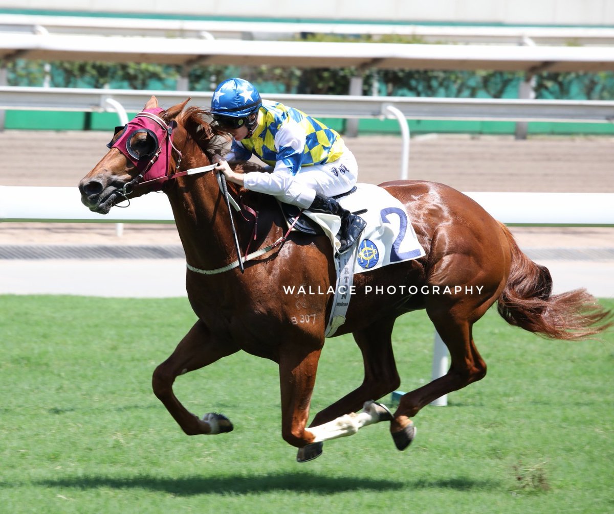 Wallacewanck's tweet photo. Zac on #SOLARPATCH wins race 3 today at Shatin https://t.co/5haoc6TbHi