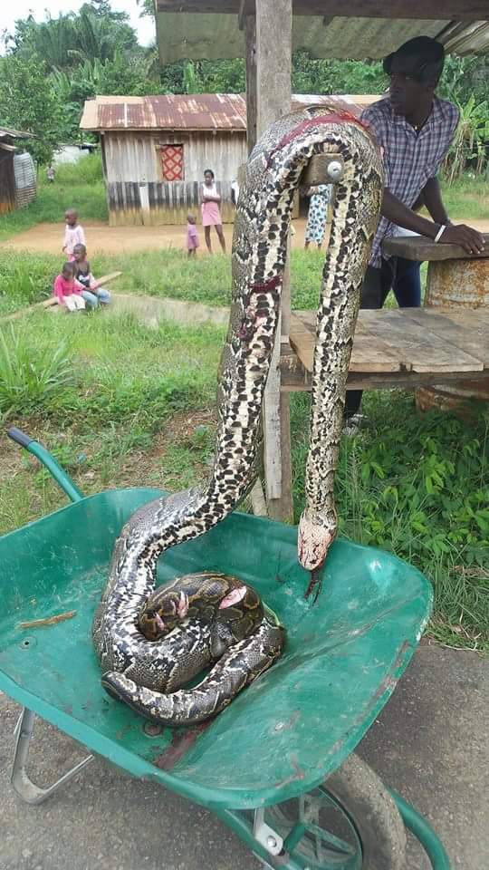 #Fougamou: une.vielle femme  tue le python qui voulait ravaler son chien. Le #Gabon à encore des femmes braves. <a href="/fariziafarizia/">anaelle minkoue</a> <a href="/lesangesdugabon/">AngesGardiensduGabon</a>