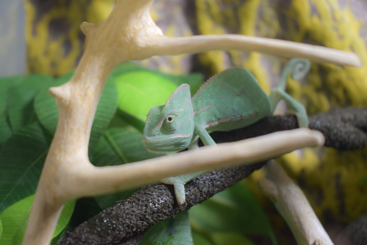 ten7132_pets's tweet photo. #これ見た人は爬虫類が成長した画像貼れ https://t.co/2FthmMJchw