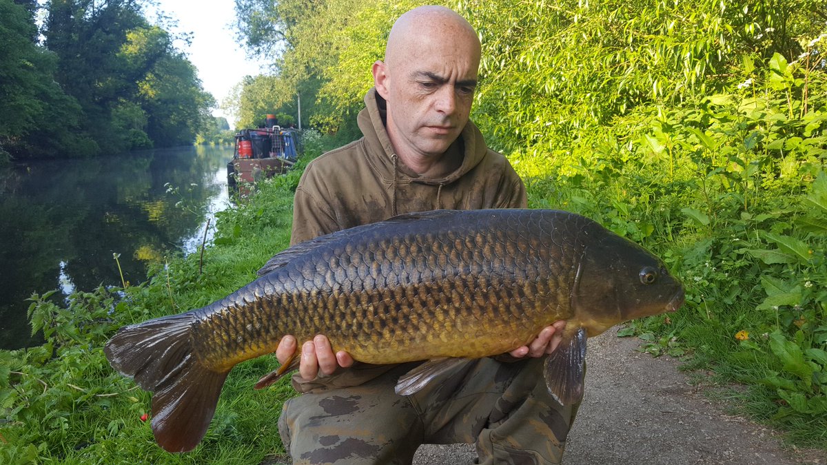 koi152's tweet photo. 14lb grand union canal common caught on meatymite https://t.co/7i9ET7m5hR @cherry_carp #carpfishing #canalcarp #meatymite https://t.co/JMaGgWGu7U