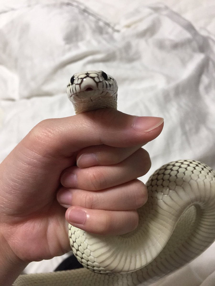 蛇ひな Twitter પર カリキン シシバナ カリキン脱皮したから超綺麗 めちゃ可愛い顔撮れた W シシバナのこゆうアクセあったらいいなぁひぃい可愛い ロ ੭ 蛇ひな Twitter પર カリキン シシバナ カリキン脱皮したから超綺麗 めちゃ可愛い顔撮れた W シシバナのこゆうアクセあったらいいなぁひぃい可愛い ロ ੭