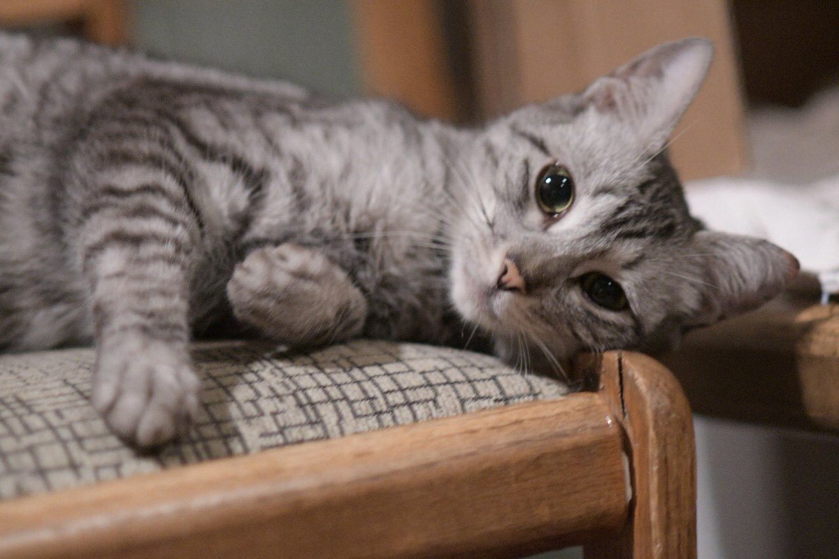 OneShot_Erick's tweet photo. GATITA ENCONTRADA RT RT @En_laDelValle, a los alrededores del Superama eje 6 (angel urraza) y Heriberto Frías. 

Por ahora la tengo en mi casa, está siendo alimentada. Parece estar extraviada, es bastante cariñosa y no tiene miedo. AYUDA PARA ENCONTRAR EL DUEÑO https://t.co/6ZouNoKYhy