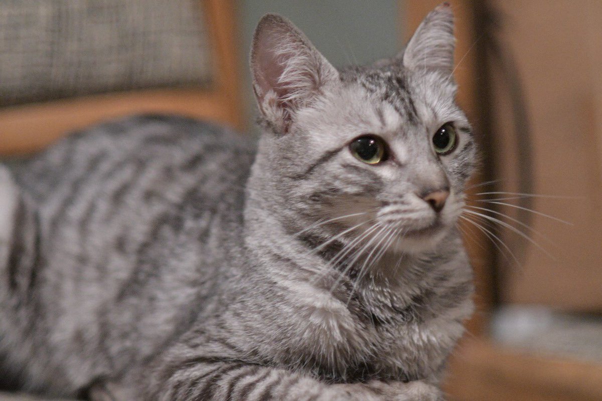 OneShot_Erick's tweet photo. GATITA ENCONTRADA RT RT @En_laDelValle, a los alrededores del Superama eje 6 (angel urraza) y Heriberto Frías. 

Por ahora la tengo en mi casa, está siendo alimentada. Parece estar extraviada, es bastante cariñosa y no tiene miedo. AYUDA PARA ENCONTRAR EL DUEÑO https://t.co/6ZouNoKYhy