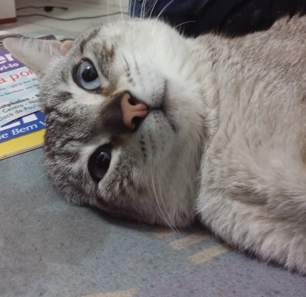 wowdaora's tweet photo. deitei pra dormir | começaram as paranóias https://t.co/tRlDxOrwzE