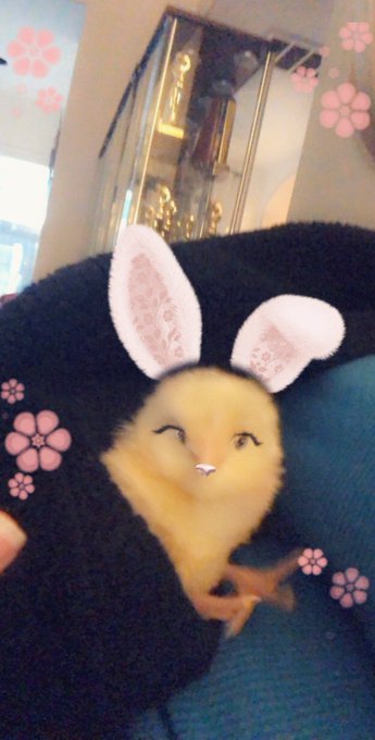 Meet the new addition to my family 🐣💕 https://t.co/YkAbF1p8g6<a href="/tag/albritearmy"class="tags"><span>#albritearmy</span></a>