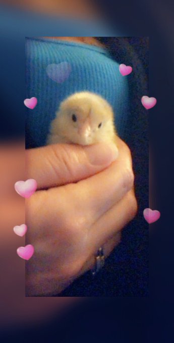Meet the new addition to my family 🐣💕 https://t.co/YkAbF1p8g6<a href="/tag/albritearmy"class="tags"><span>#albritearmy</span></a>