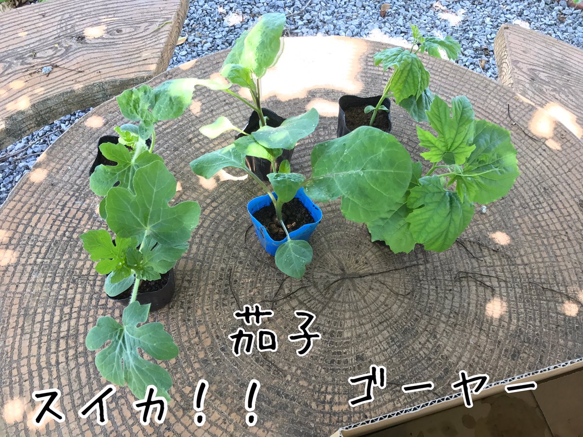 Edo4th Pa Twitter 苗を買ってきました 前回 Edo豆 では 虫がつく そこまで育たない など 弊害があって 半分挫折すると言うことがあったけど 今回は品を変えて 虫のつかない つきにくい 野菜 で 挑戦 ゴーヤー 茄子 スイカ Edo栽培 沖縄