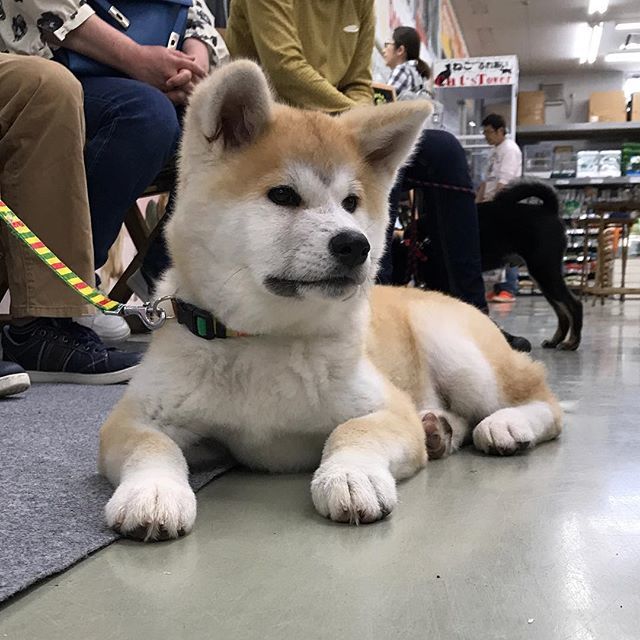 つるごん 貫禄の子犬 笑 秋田犬のぼたんちゃん4ヶ月 ツルゴン18 Dog 犬 犬のしつけ Tsurugon Tsurugondog 秋田犬 Akitainu T Co N1ygsytaha