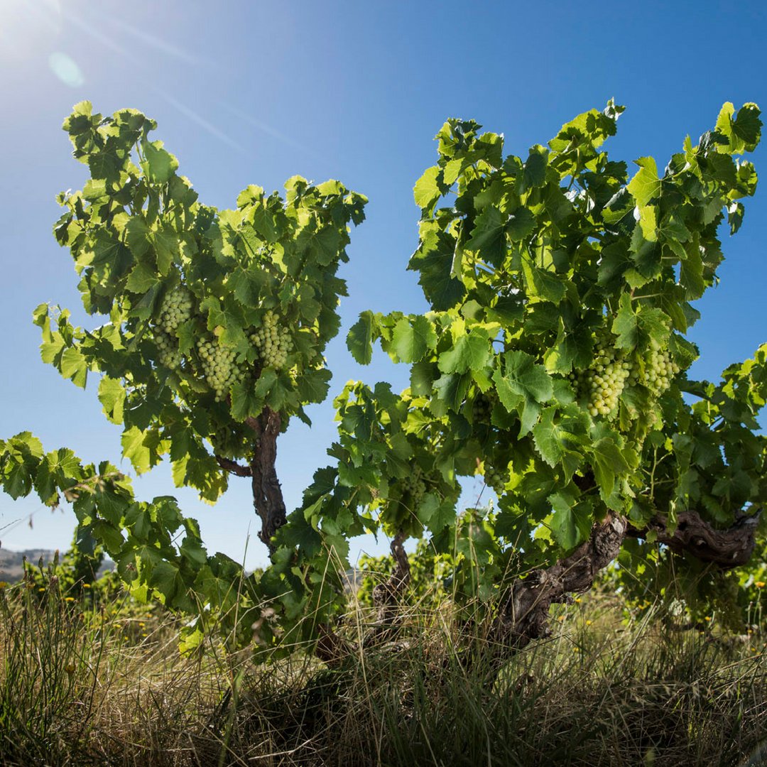 RT <a href="/Wine_Australia/">Wine Australia</a>: Explore <a href="/mclaren_vale/">McLaren Vale</a>'s climatic diversity through its premium internationally-recognised #Grenache in a master class led by <a href="/The_AWRI/">AWRI</a> Senior Scientist Wes Pearson. Join us on our stand @Vinexpo HK 30 May at 1:00PM #aussiewine