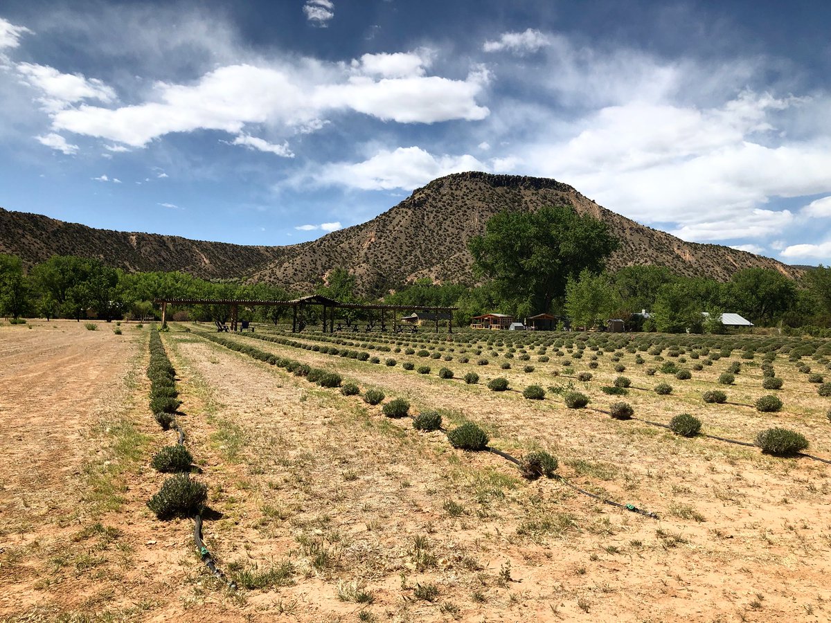 Lavender #purpleadobelavenderfarm #newmexico
