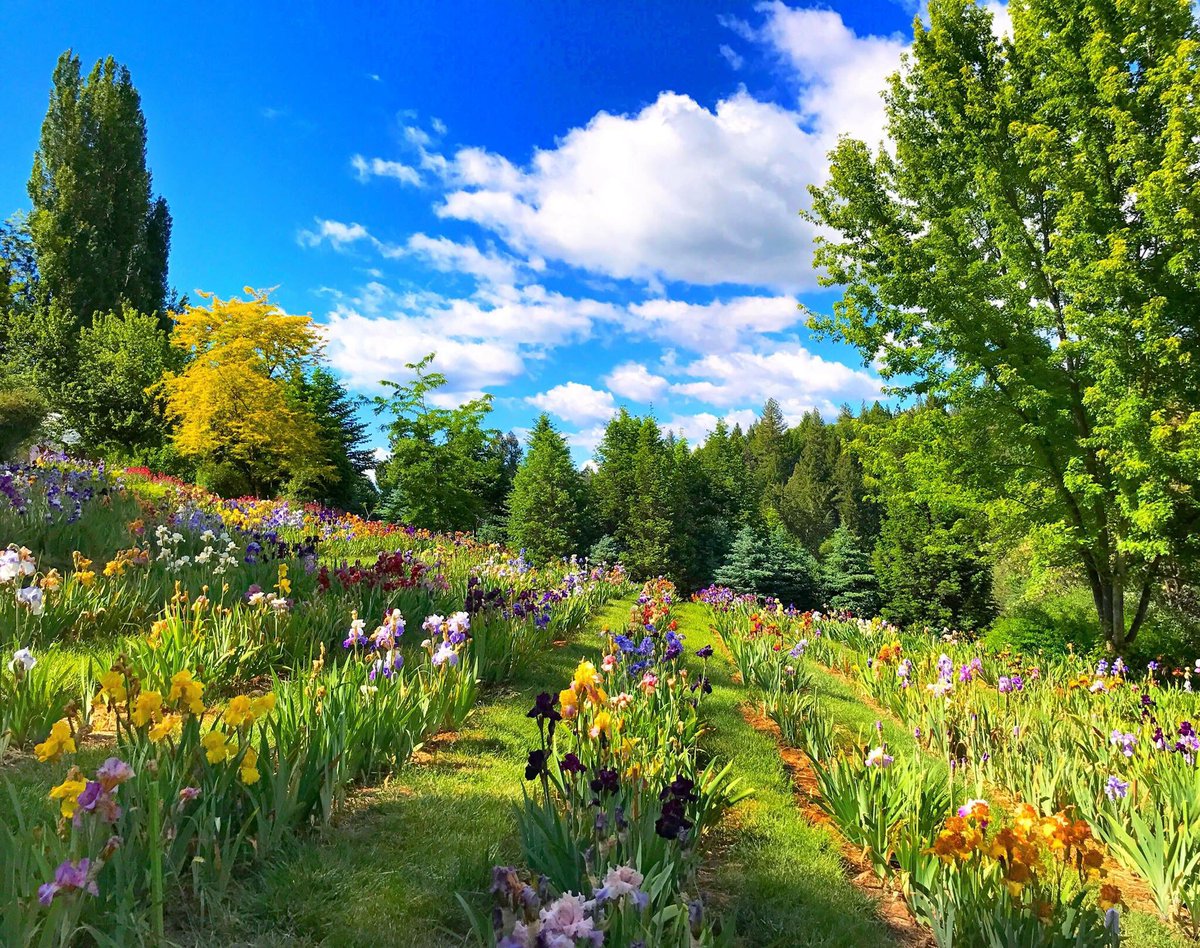 applehill's tweet image. Peak Bloom Happening Now!