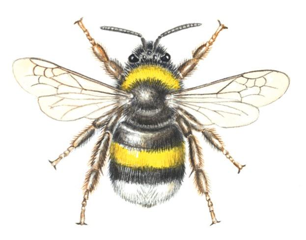 WildlifeMag's tweet photo. #WorldBeeDay
How to identify spring bees

Our guide will help you recognise 12 early-emerging bee species - many of which are common in gardens: https://t.co/JgTqWZI9RZ 
🖌  Felicity Rose Cole https://t.co/VtS1wpLrqW