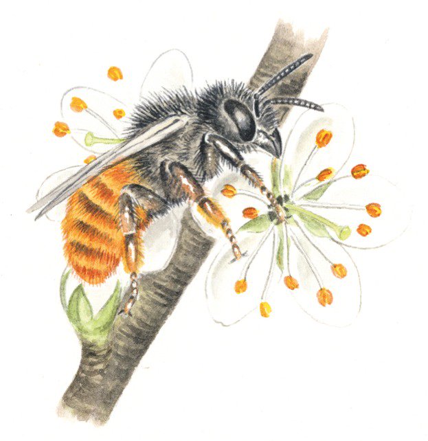 WildlifeMag's tweet photo. #WorldBeeDay
How to identify spring bees

Our guide will help you recognise 12 early-emerging bee species - many of which are common in gardens: https://t.co/JgTqWZI9RZ 
🖌  Felicity Rose Cole https://t.co/VtS1wpLrqW