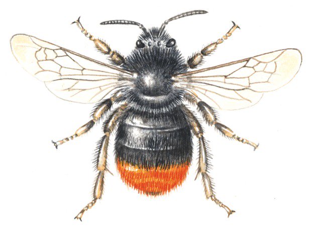 WildlifeMag's tweet photo. #WorldBeeDay
How to identify spring bees

Our guide will help you recognise 12 early-emerging bee species - many of which are common in gardens: https://t.co/JgTqWZI9RZ 
🖌  Felicity Rose Cole https://t.co/VtS1wpLrqW