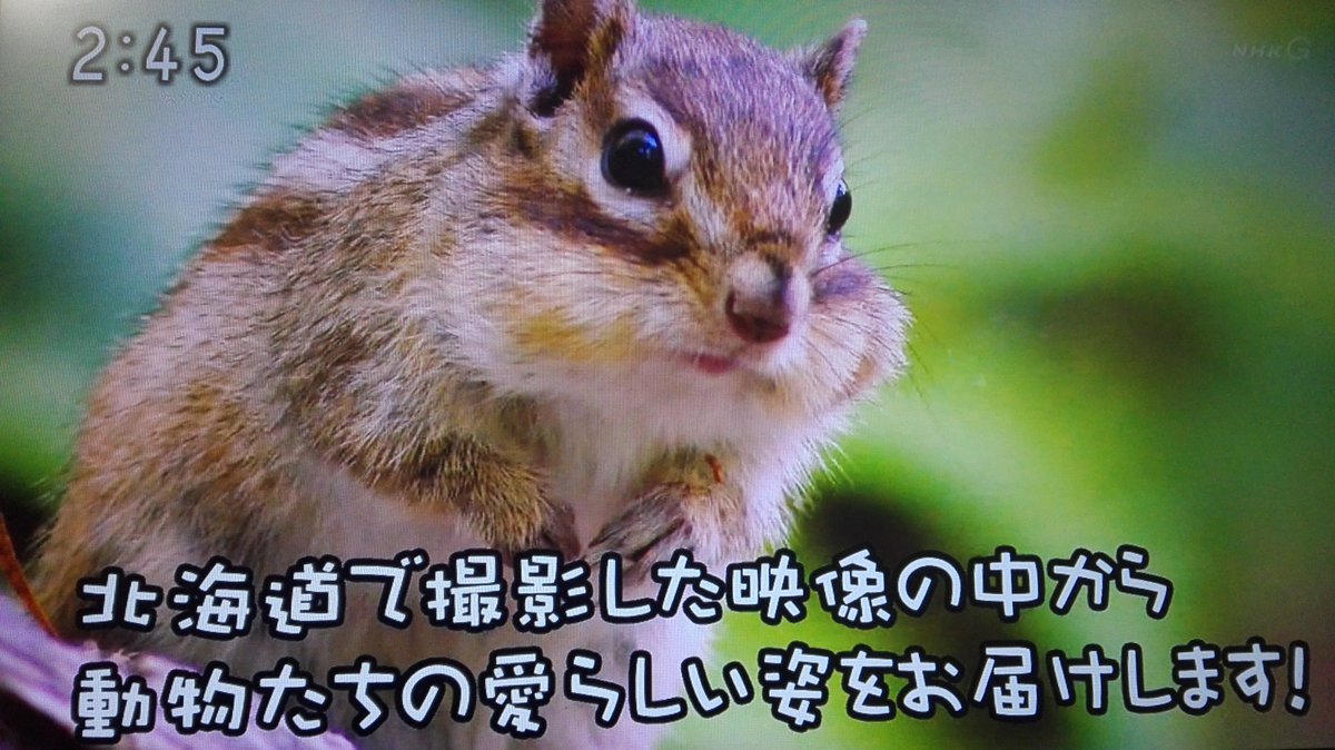 あくび Ar Twitter 北海道かわいい動物たち ｎhｋ 動物 癒し リス モモンガ アザラシ ウサギ エゾナキウサギ エゾモモンガ エゾシマリス ゴマフアザラシ