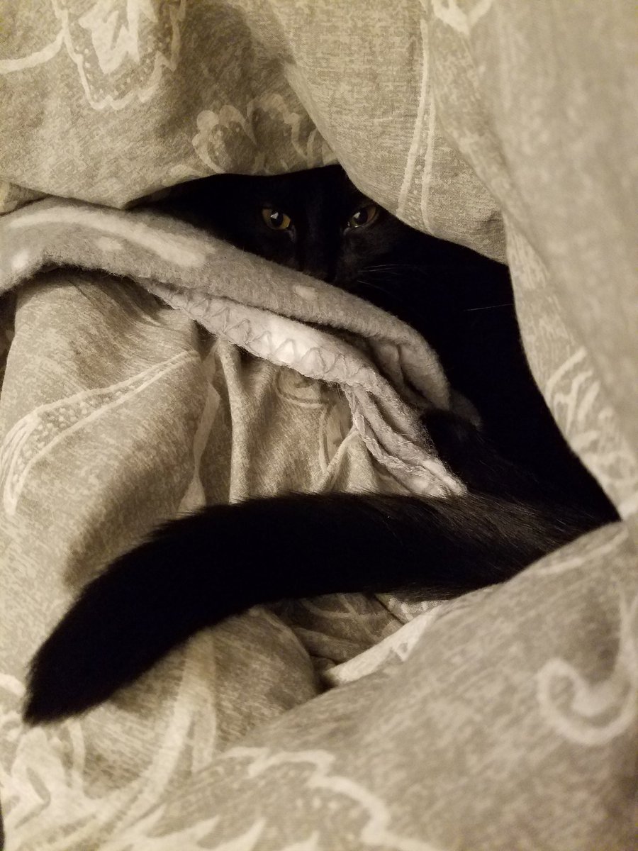 NefKitten's tweet photo. It me! https://t.co/jZvwhAMpvO