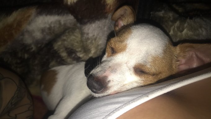 Goodnight from me and my pup #Aries #Dogmom https://t.co/AXvlnAolK9<a href="/tag/aries"class="tags">#Aries</a><a href="/tag/dogmom"class="tags">#Dogmom</a>