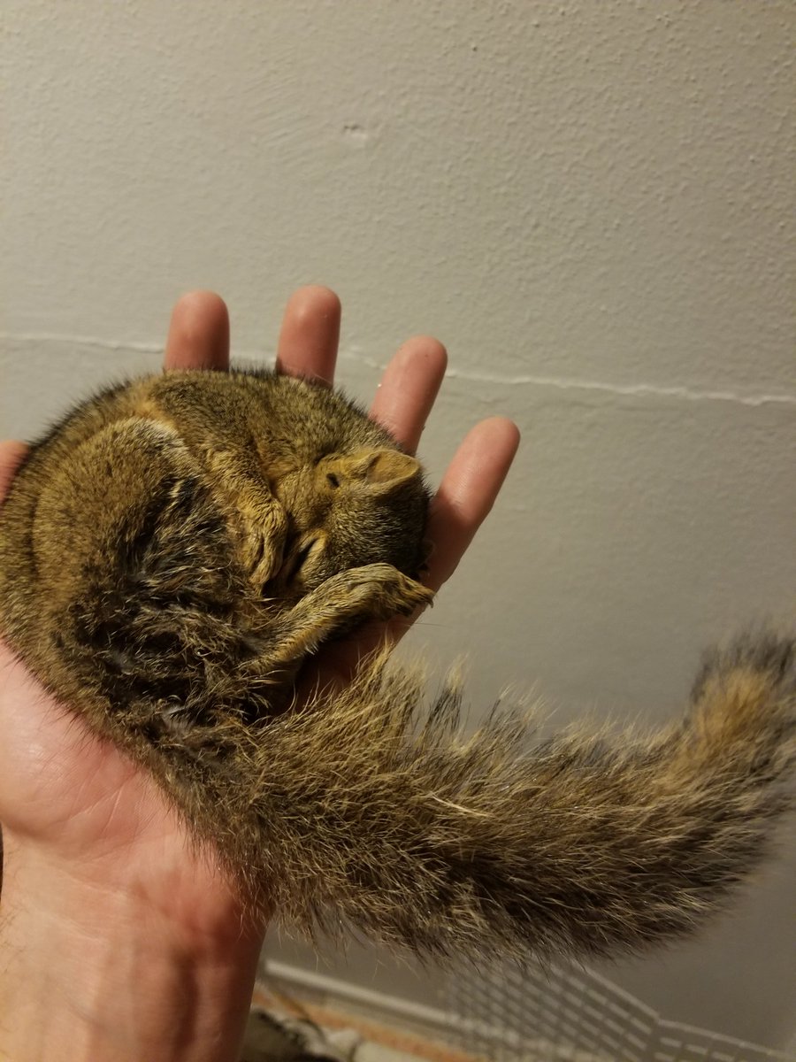 DanSharkey87's tweet photo. My sister's stowaway https://t.co/ibqRDcpya0