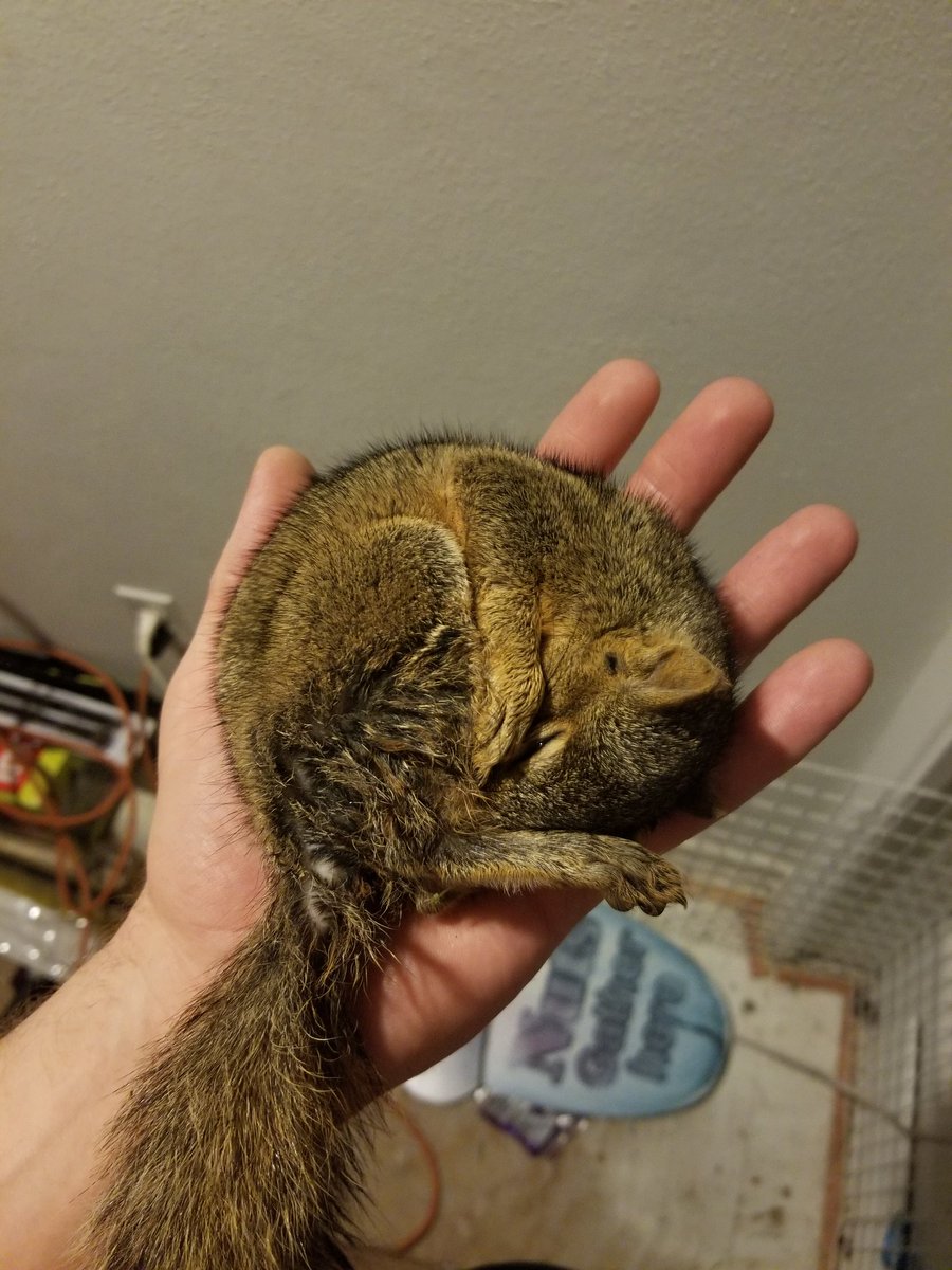 DanSharkey87's tweet photo. My sister's stowaway https://t.co/ibqRDcpya0
