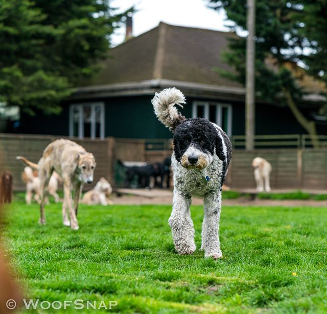 WoofGroup's tweet image. Snoopy!! 😘