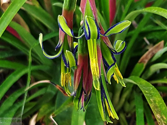 TropicalBritain's tweet photo. Billbergia nutans https://t.co/QP2m1dQhDc