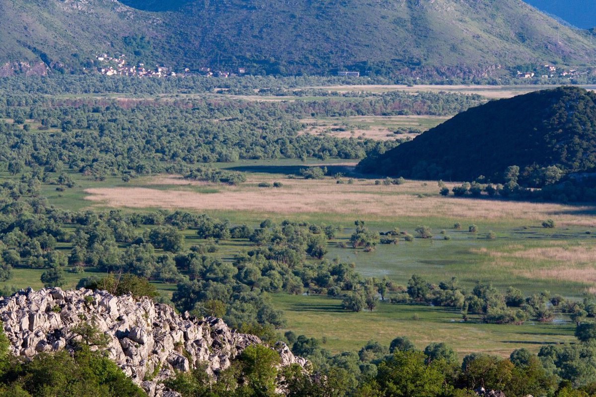 chiefchaff's tweet photo. #SkadarLake #Montenegro #Dodosi #birdwatching #birding https://t.co/w7ymF4r7z8