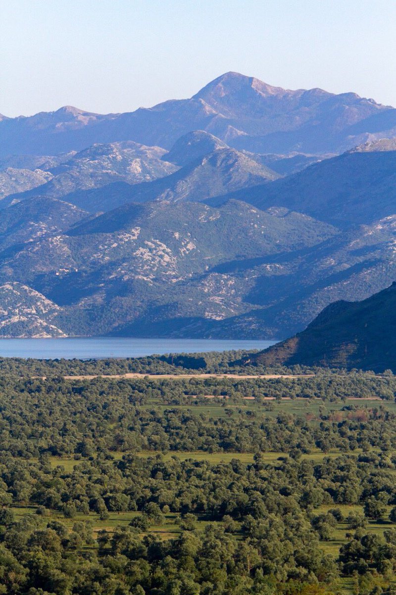 chiefchaff's tweet photo. #SkadarLake #Montenegro #Dodosi #birdwatching #birding https://t.co/w7ymF4r7z8