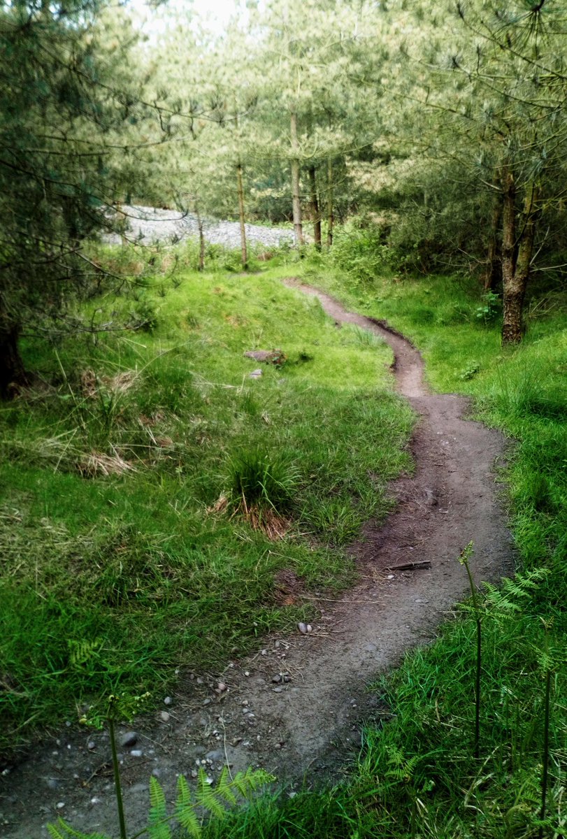 midlands_xc's tweet photo. When's the last time we had bone dry trails at Cannock? Today! π #SorryNotSorry #MidlandsXc https://t.co/jo1p3NQKdC