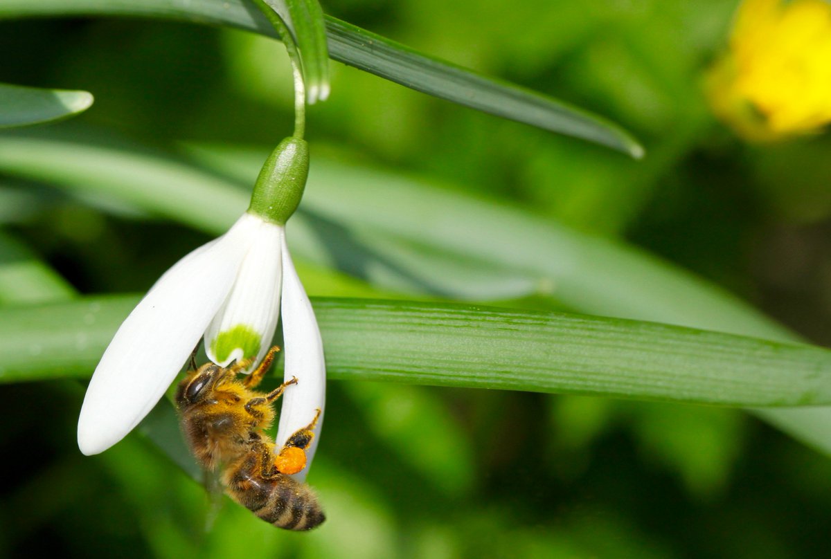 Brigit Strawbridge tweet media