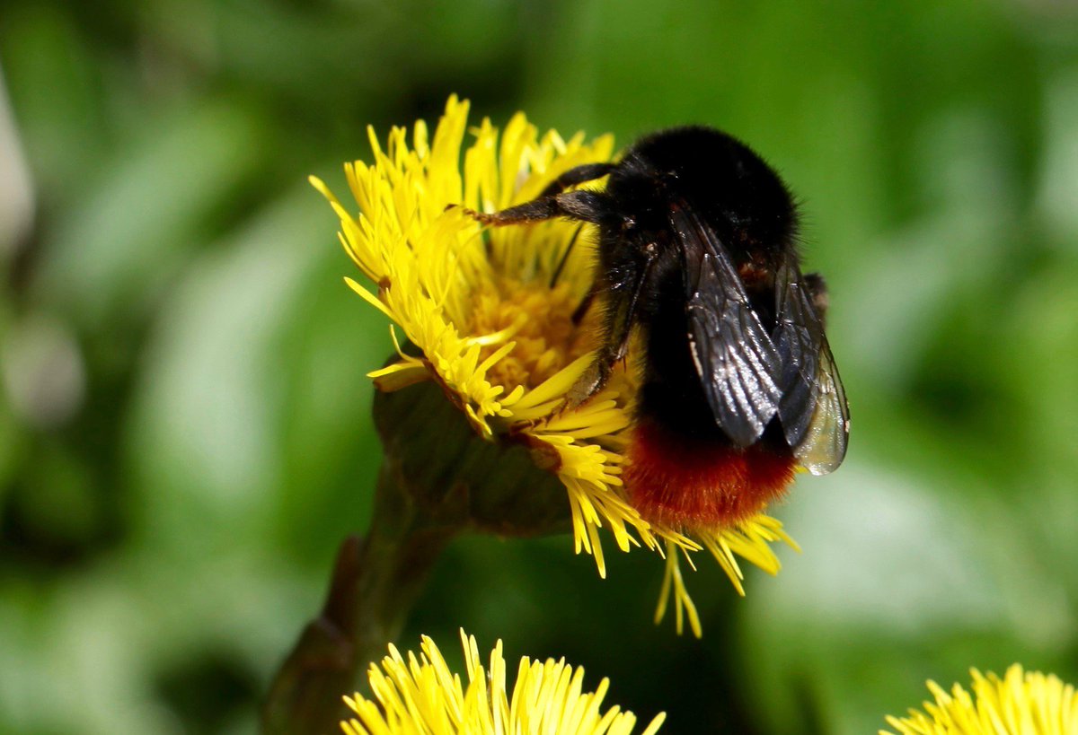 Brigit Strawbridge tweet media