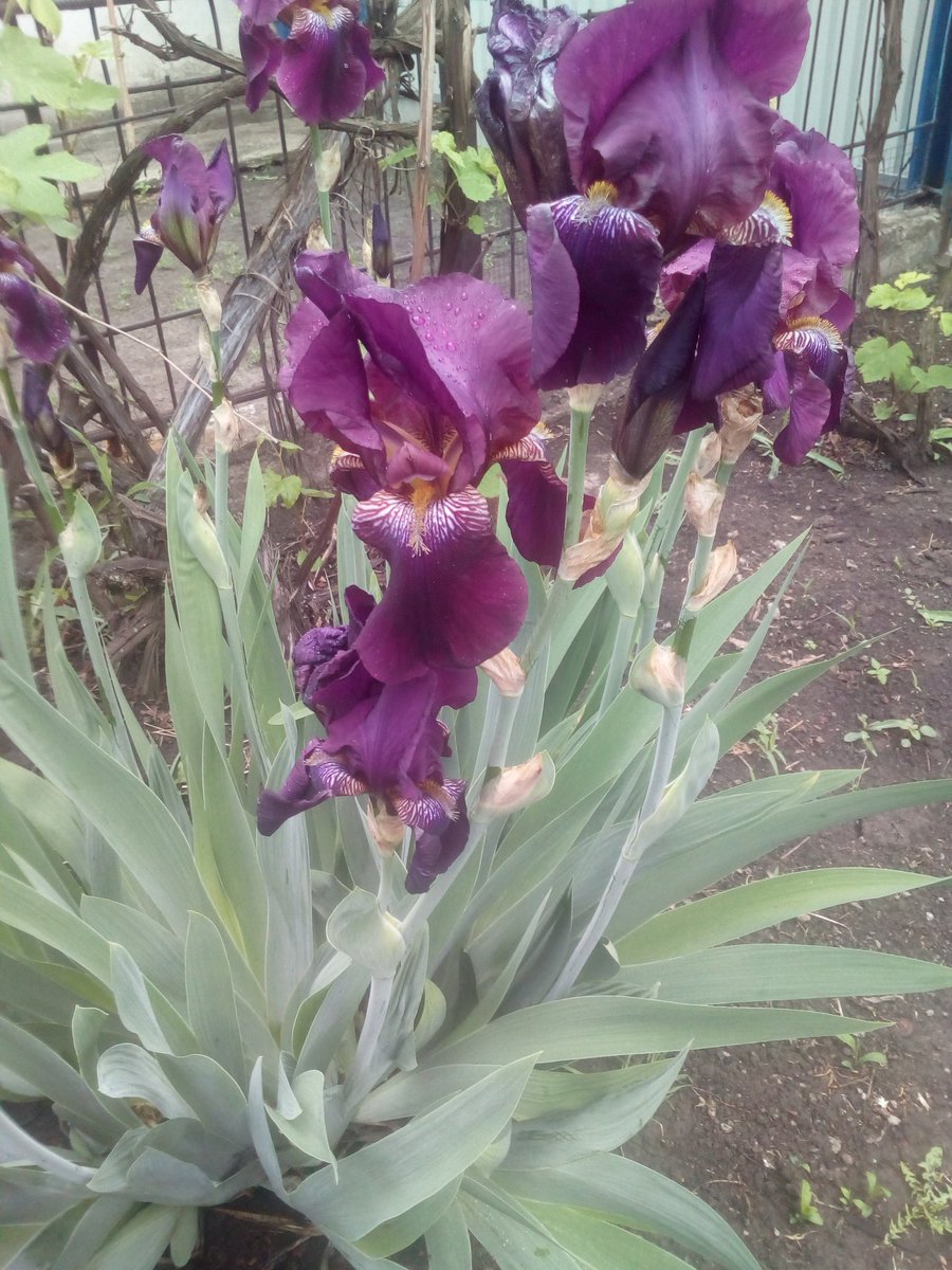 IHunta's tweet photo. Коли віддаєшь КВІТАМ свою любов, свій вільний час і труд.....! https://t.co/iSWGQVGyPL