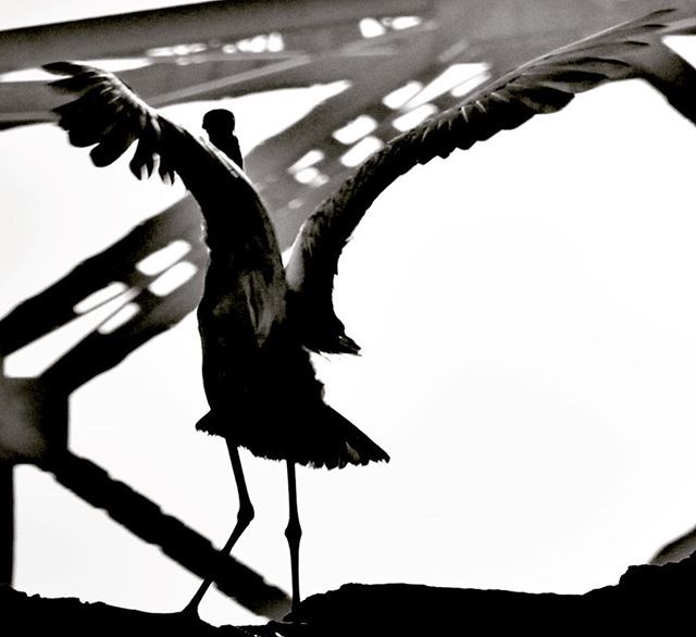 Said the bird to the bridge, “Agreed you have a larger wingspan, but can you fly?” #birdwatching #blackandwhite #greategret #birdsingoa ift.tt/2GxKtAZ