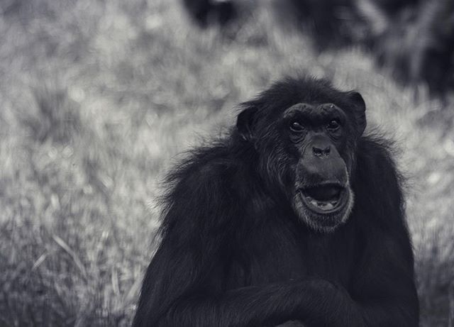 ArtistAnde's tweet photo. Hey! Who said you could take my picture? 🐒💙 #chimpanzee #chimp #chimps #chimpanzees #wildlife #wildlifephoto #wildlifelovers #wildlifeaddicts #cuteanimals #funny #wildlifeconservation #saveourplanet #animal #animals #animalplanet #animalphotography #… https://t.co/B52IhsNIvl https://t.co/PTocpdVsRF